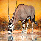 Thumb Trinkend Oryx im Sonnenuntergang